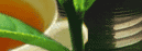 Spitzentee aus Ceylon